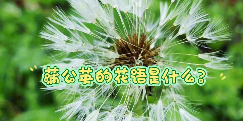 被风吹散的花语代表什么含义？