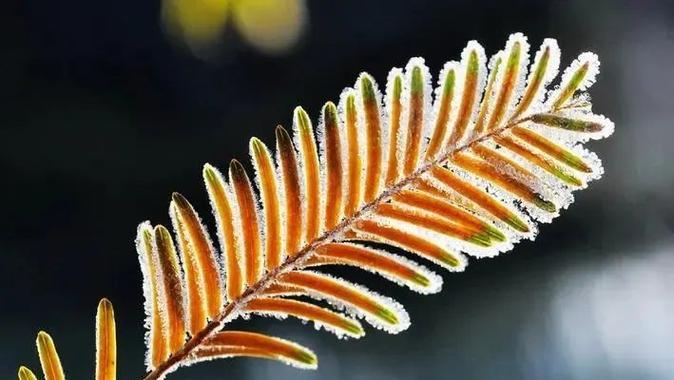 水杉的花语及其象征意义有哪些？