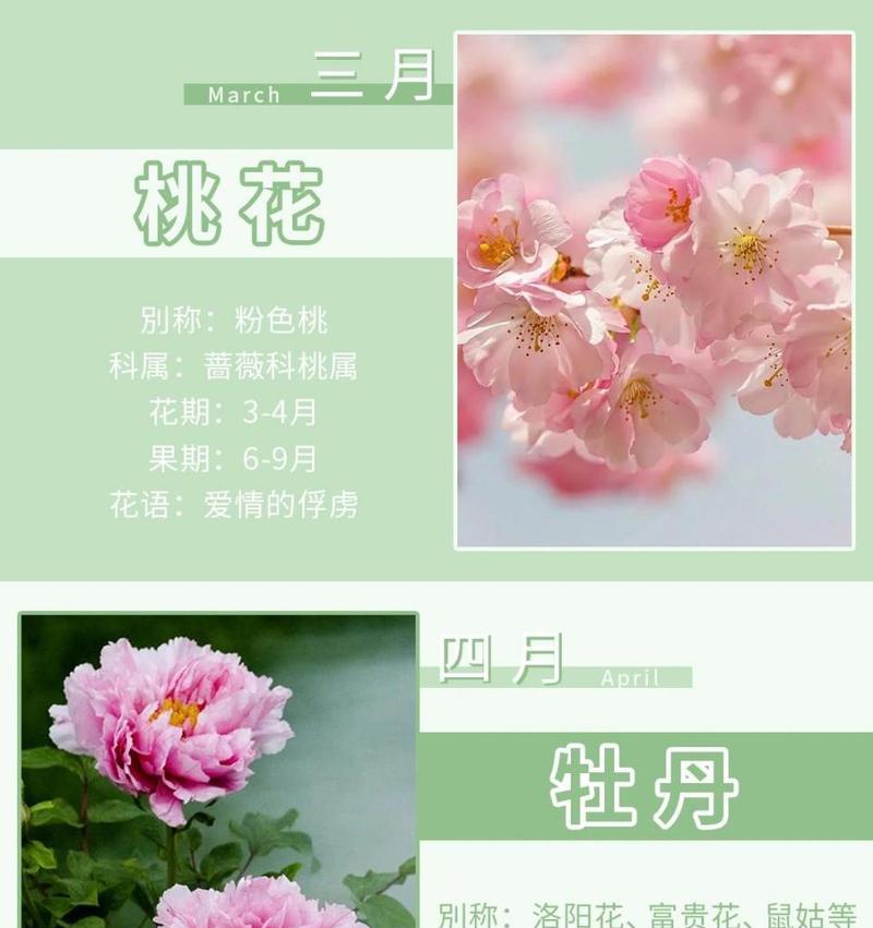 杏花的花语是什么？杏花代表了哪些美好寓意？