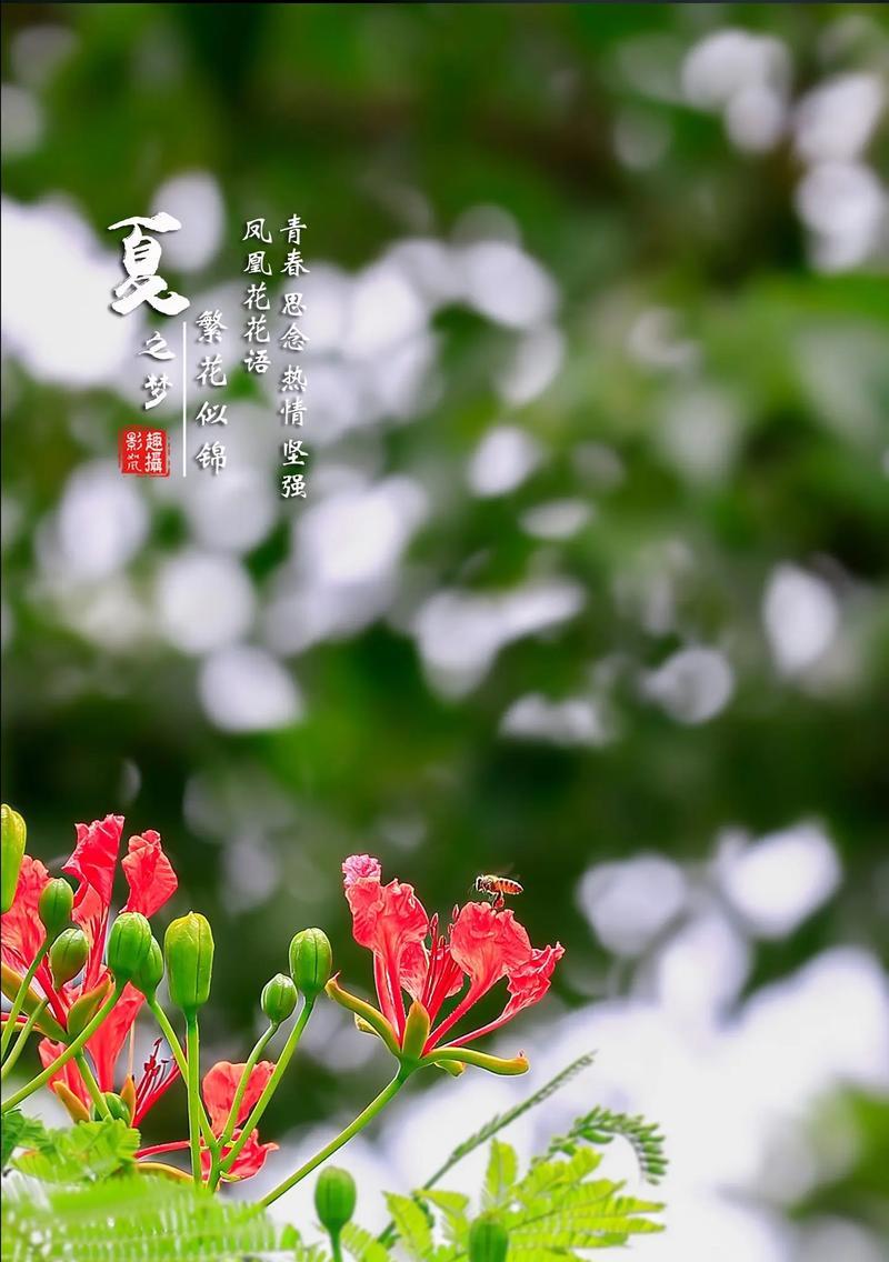 鲜花花草的花语通常表达什么？