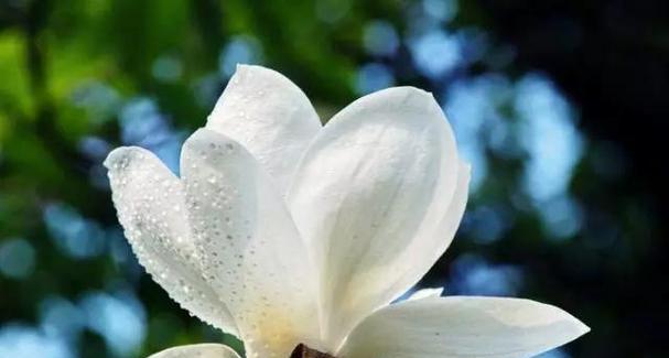 玉兰花珍贵花语代表什么？