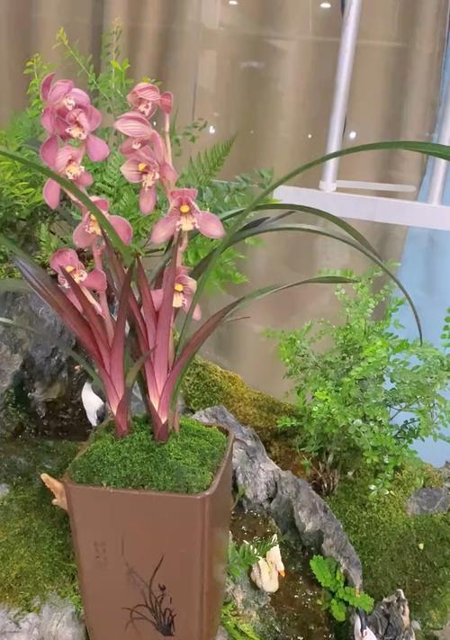 红神荷象征着什么？它的花语有何深意？