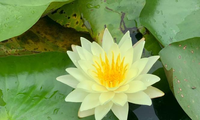 红神荷象征着什么？它的花语有何深意？