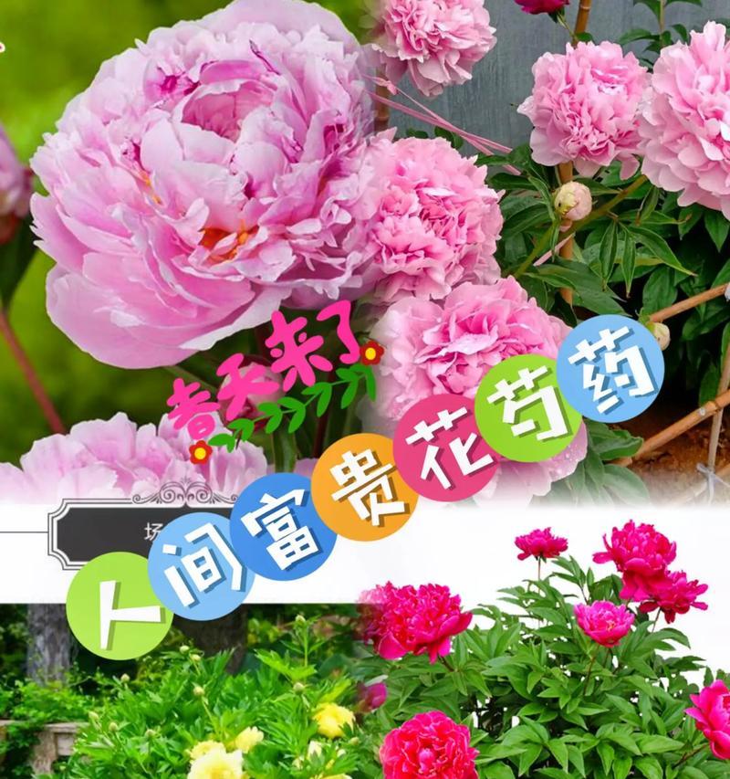 七夕芍药花语有何特别含义？