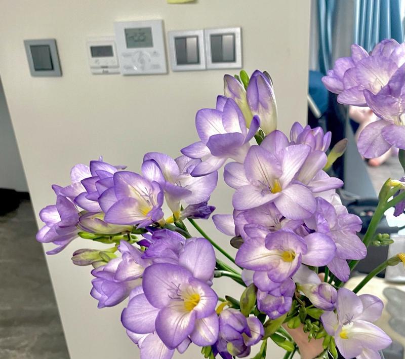 紫色香雪兰的花语是什么？紫色香雪兰代表什么？