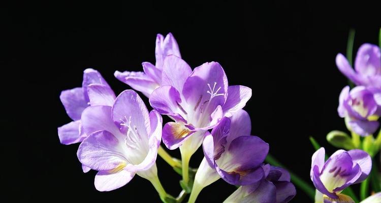 紫色香雪兰的花语是什么？紫色香雪兰代表什么？