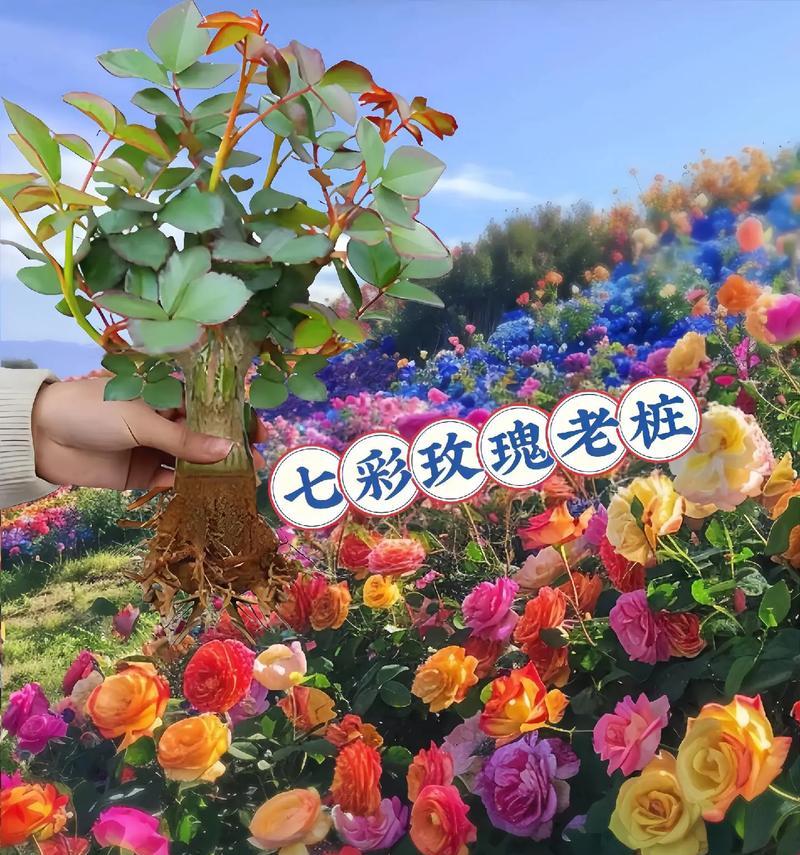 过年卖玫瑰花寓意什么？为什么人们喜欢在春节期间送玫瑰？