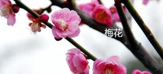 腊梅花开的花语和寓意有哪些？