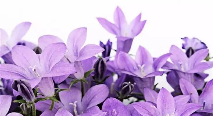 紫色风铃兰的花语和寓意是什么？