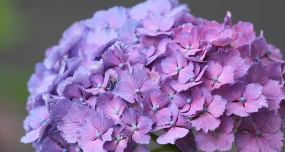 紫色风铃兰的花语和寓意是什么？