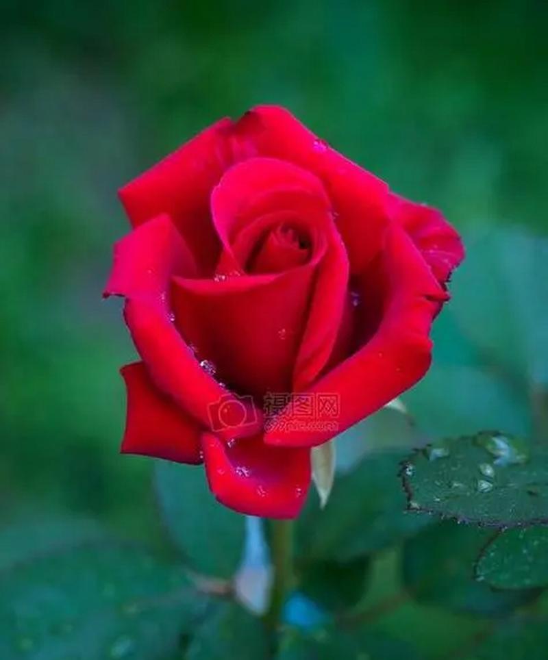 粉嫩玫瑰花寓意何在？它的花语是什么？