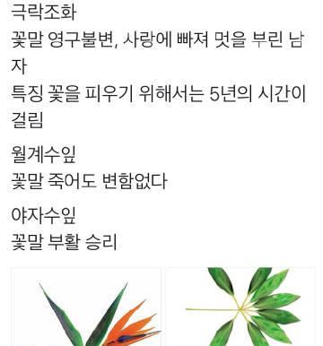 青皮椰子的花语代表什么含义？
