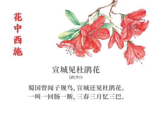 兰花的花语有哪些？欣赏时应该知道什么？