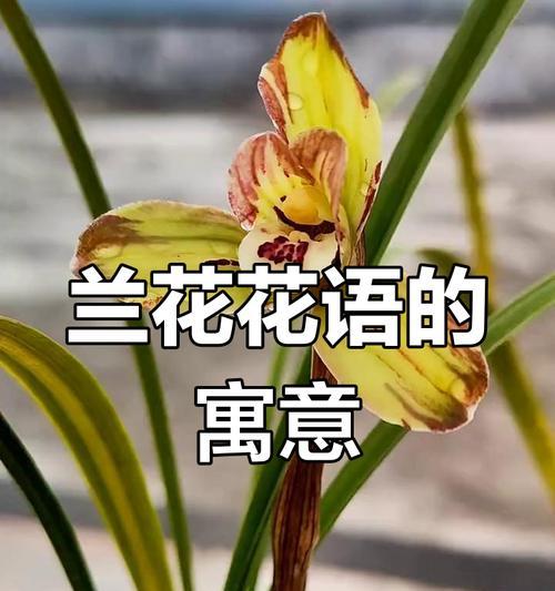 兰花的感情花语和寓意是什么？兰花在情感表达中扮演什么角色？