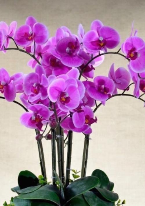 兰花的感情花语和寓意是什么？兰花在情感表达中扮演什么角色？