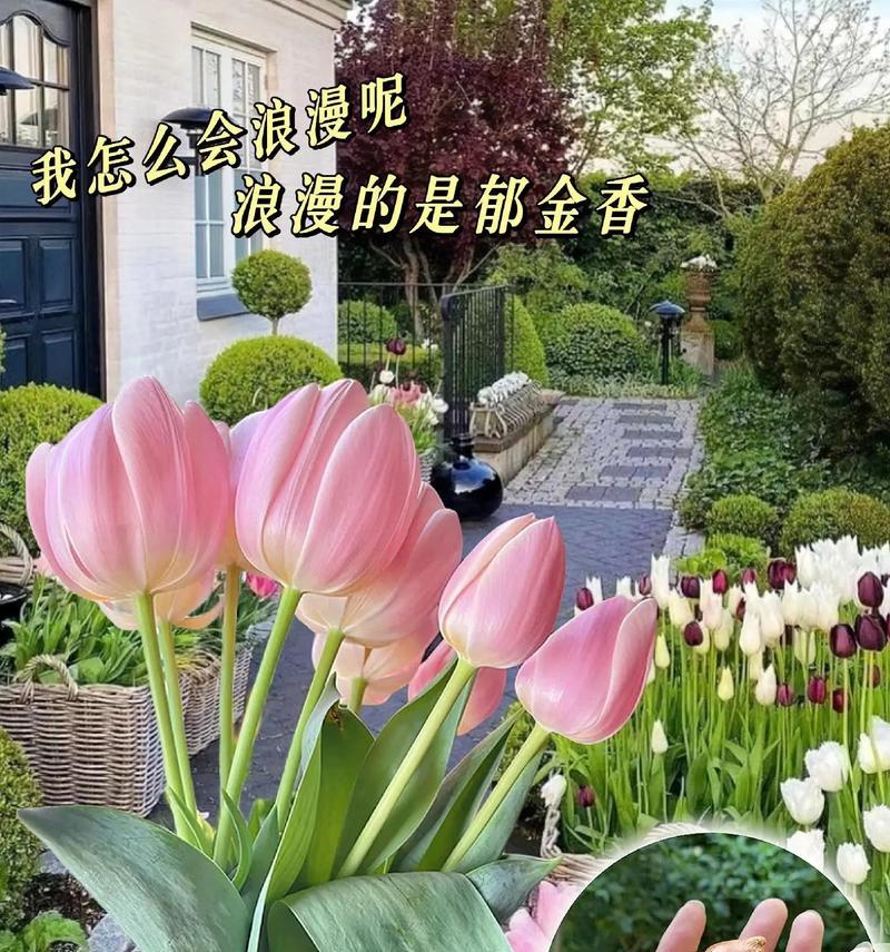 可以配郁金香的花语是什么？郁金香与其他花搭配的含义是什么？