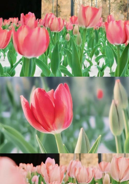 可以配郁金香的花语是什么？郁金香与其他花搭配的含义是什么？