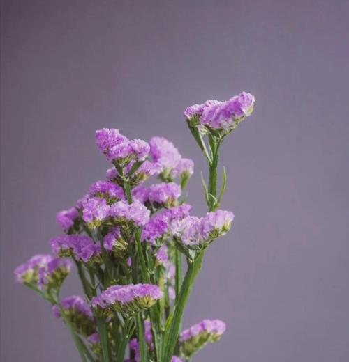 樱花花语为何与勿忘我相联系？
