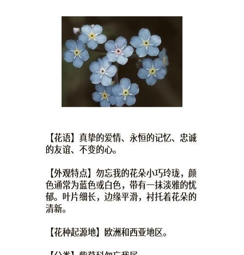 樱花花语为何与勿忘我相联系？