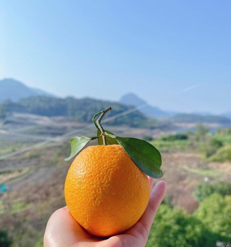 橙子珠子玫瑰花的寓意是什么？