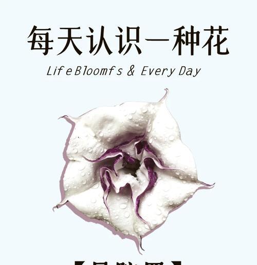 出不一样的花语有何特殊含义？