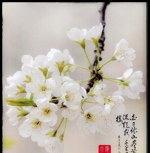 梨花的花语代表了怎样的情感？