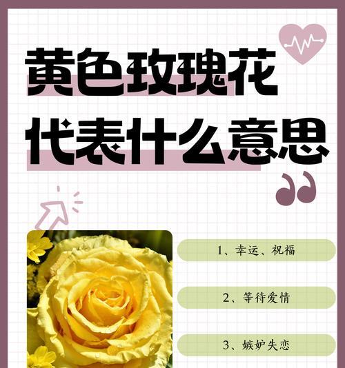 哪种花语适合用来表达道歉？