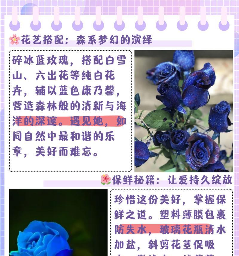 玫瑰王后的花语有何特殊意义？