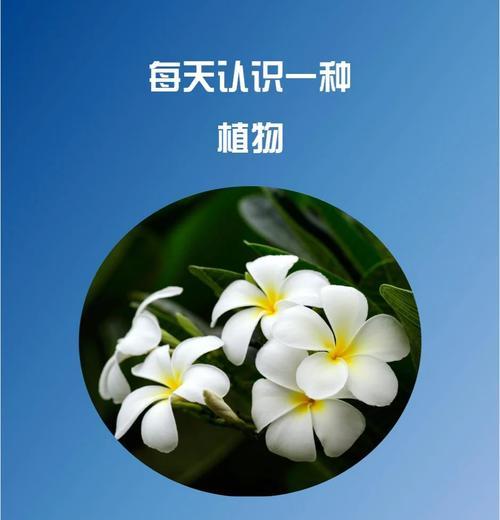 哪种花象征着和平与和谐？花语中的和平之花有哪些？