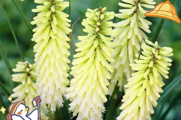 热情绚烂的花朵象征着什么？