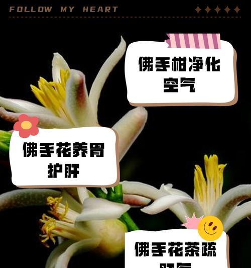 弗兰花语有何特殊含义？代表了什么？