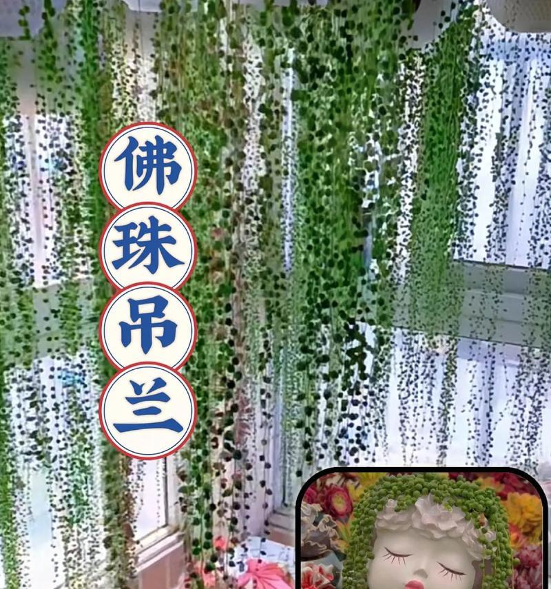 弗兰花语有何特殊含义？代表了什么？
