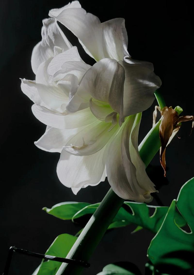 弗兰花语有何特殊含义？代表了什么？