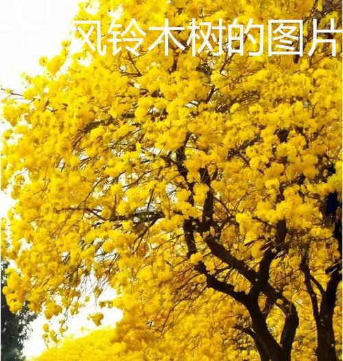 解说树的花语有什么特别之处？