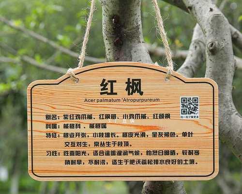 解说树的花语有什么特别之处？