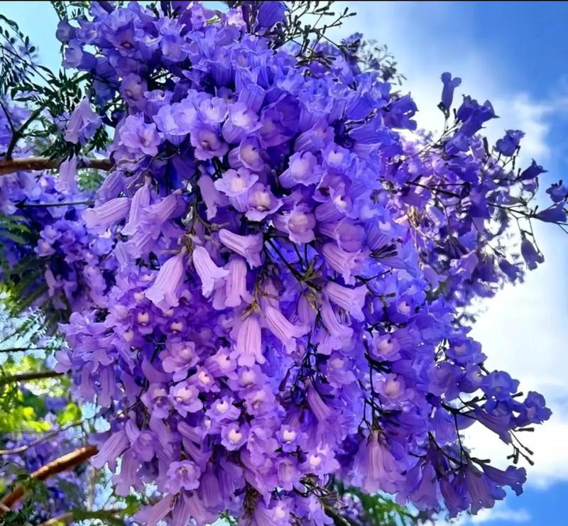 解说树的花语有什么特别之处？