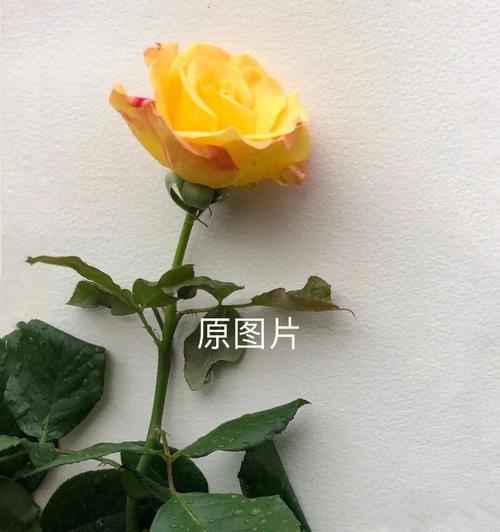 七个柚子玫瑰花语是什么？这种数量的玫瑰有何特别含义？