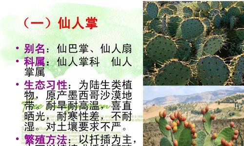 扦插仙人掌的养殖方法有哪些？