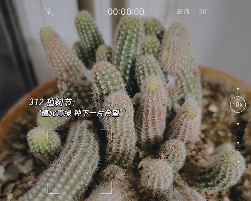 仙人掌共植需要注意什么？