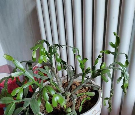 仙人掌共植需要注意什么？