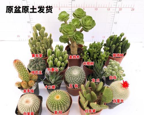 仙人掌共植需要注意什么？