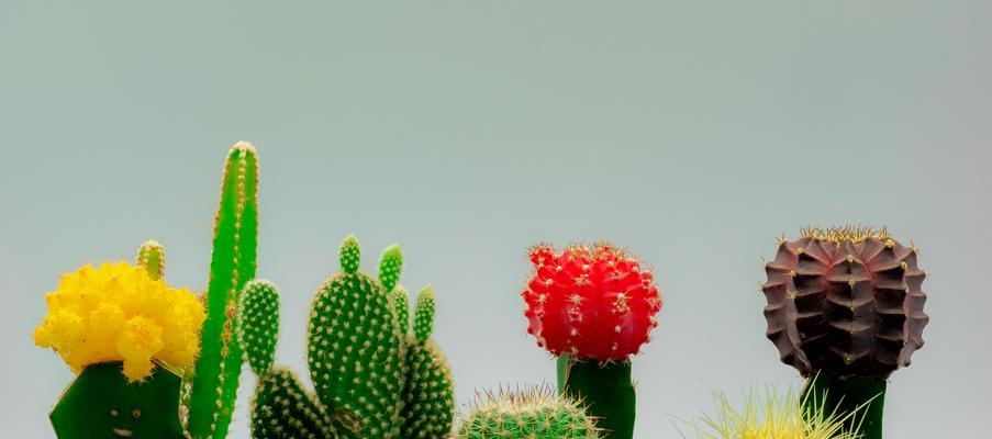 仙人掌室外过冬需要注意什么？