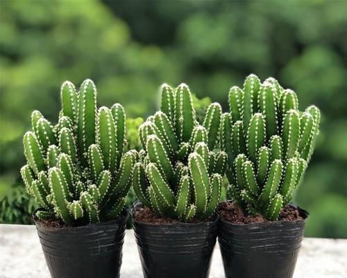 室内绿植仙人球的正确养护方式是什么？