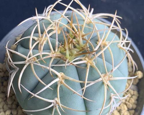 室内绿植仙人球的正确养护方式是什么？