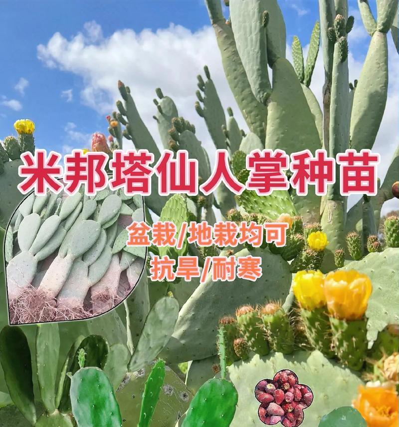 如何正确养护和浇水仙人掌老桩？