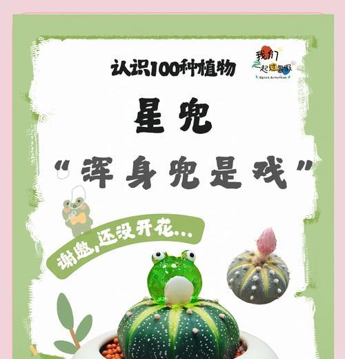如何正确养护和浇水仙人掌老桩？