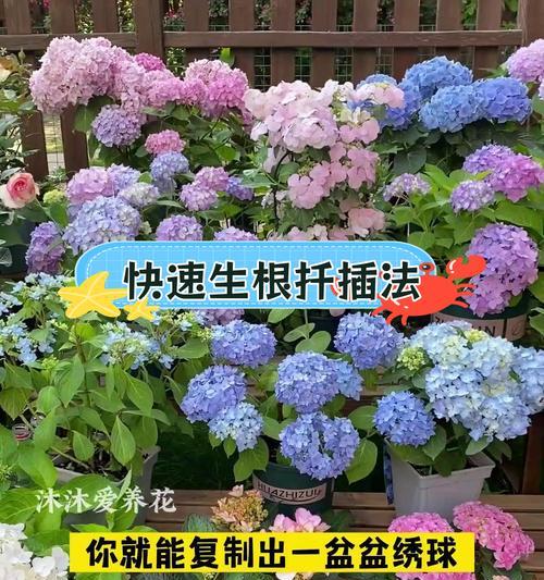 黑牡丹仙人球扦插的正确方法是什么？