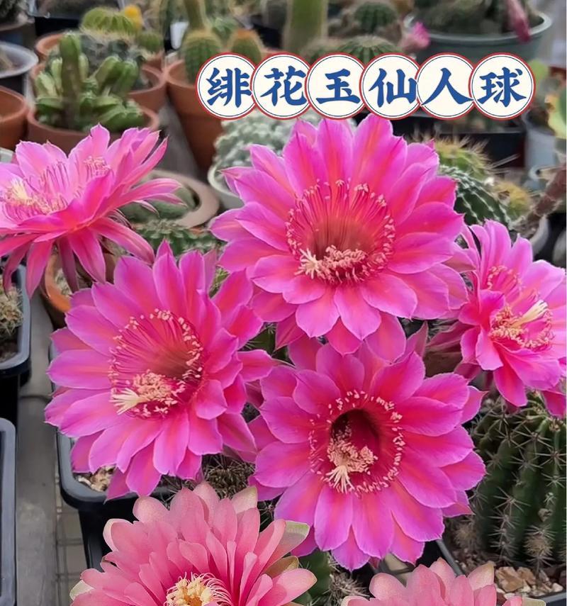 极光仙人球半夜开花的原因是什么？