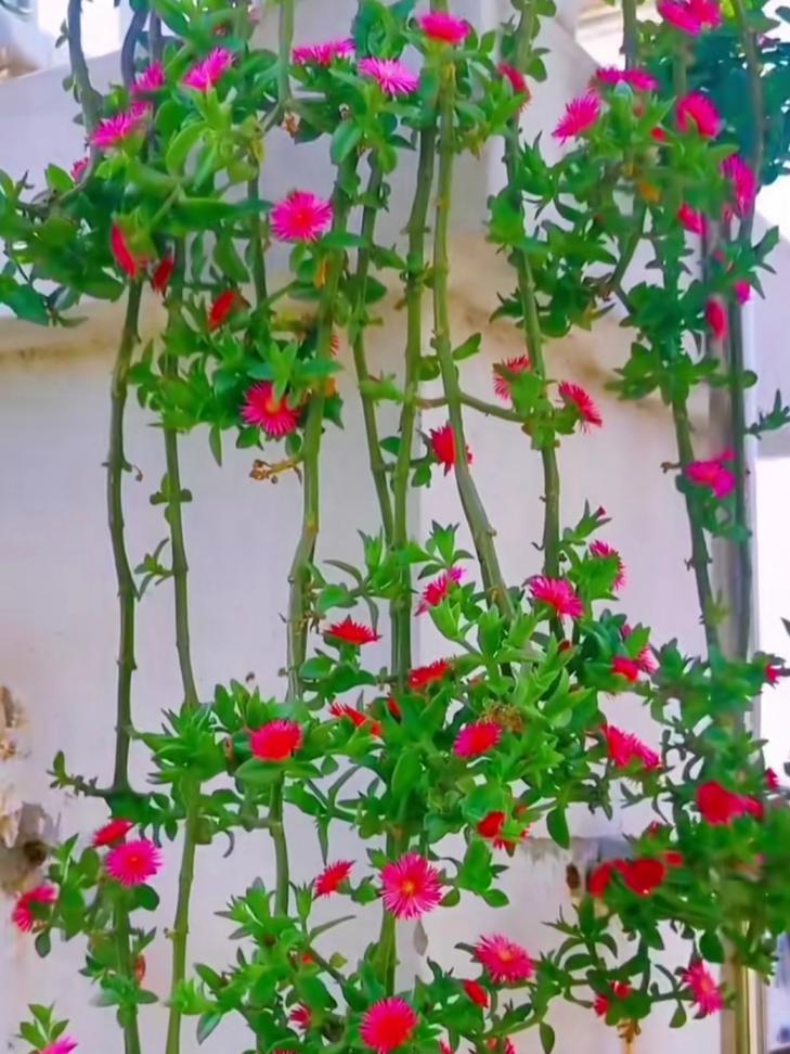 开花似牡丹花的植物有哪些？