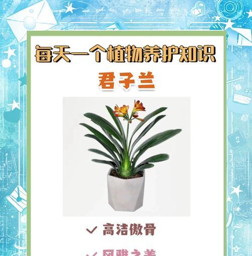君子兰毛苗子怎么养护和管理？需要注意什么？